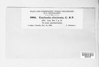 Takamatsuella circinata image